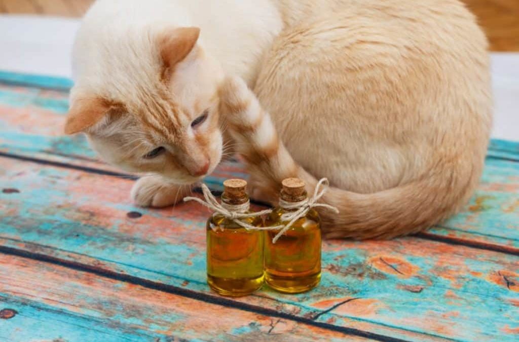 CBD Oil For Cats